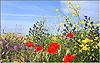 Fr�hlingsblumen: An der Alten Nationalstra�e in Pigianos Kampos
